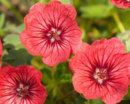 Kakost sivý 'Jolly Jewel Raspberry'
