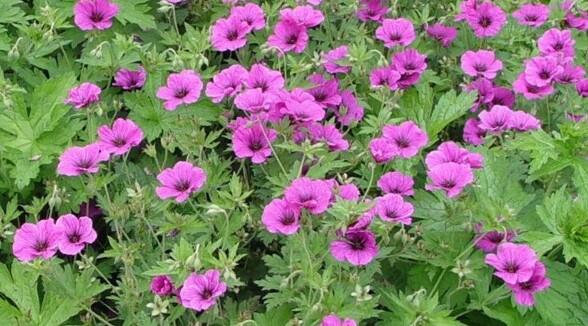 Kakost 'JS Matu Vu' - Geranium psilostemon 'JS Matu Vu'