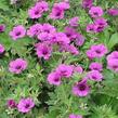 Kakost 'JS Matu Vu' - Geranium psilostemon 'JS Matu Vu'