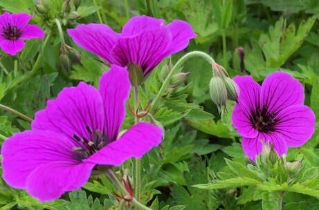 Kakost 'JS Matu Vu' - Geranium psilostemon 'JS Matu Vu'