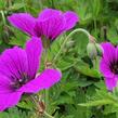 Kakost 'JS Matu Vu' - Geranium psilostemon 'JS Matu Vu'