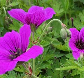 Kakost 'JS Matu Vu' - Geranium psilostemon 'JS Matu Vu'