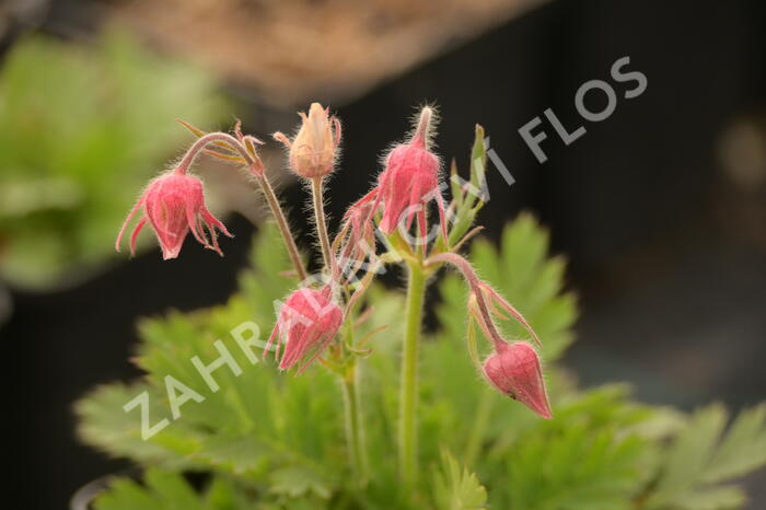 Kuklík trojkvětý - Geum triflorum