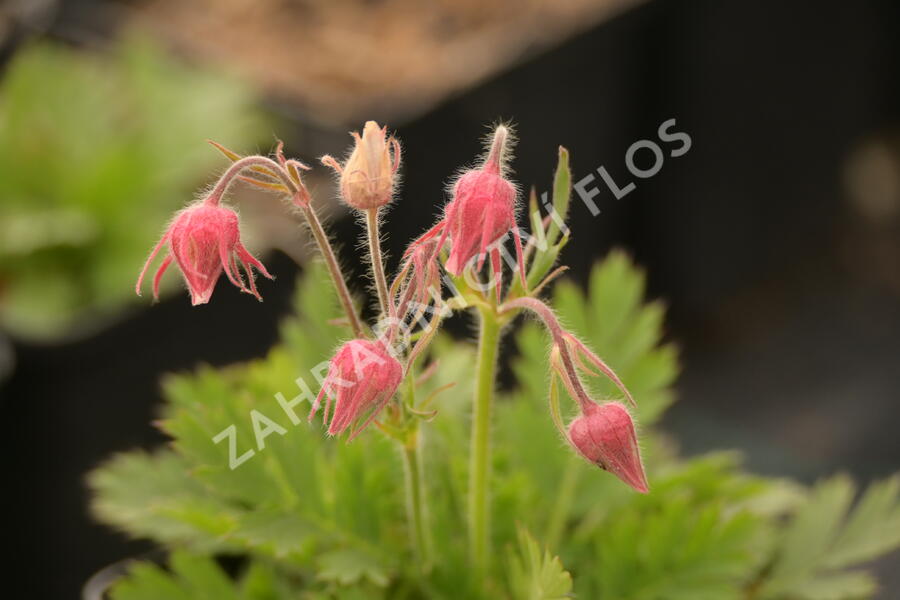 Kuklík trojkvětý - Geum triflorum