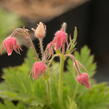 Kuklík trojkvětý - Geum triflorum