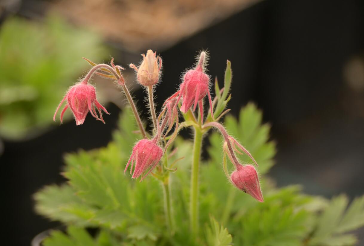 Kuklík trojkvětý - Geum triflorum