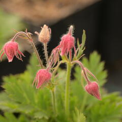 Kuklík trojkvětý - Geum triflorum