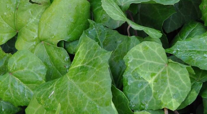 Břečťan kavkazský - Hedera colchica