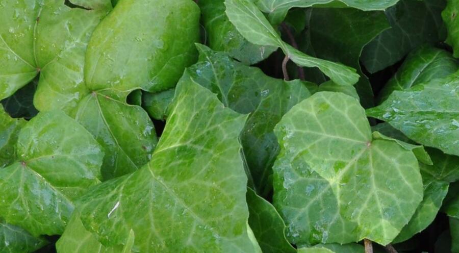 Břečťan kavkazský - Hedera colchica