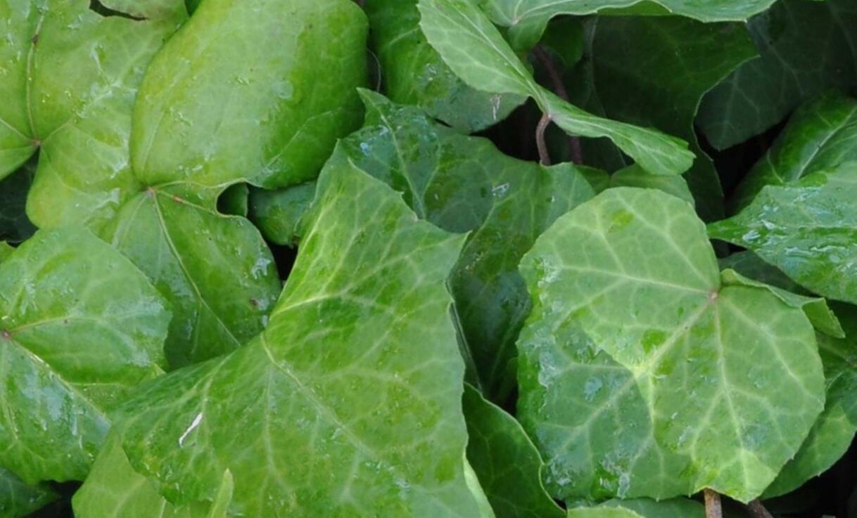 Břečťan kavkazský - Hedera colchica
