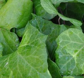 Břečťan kavkazský