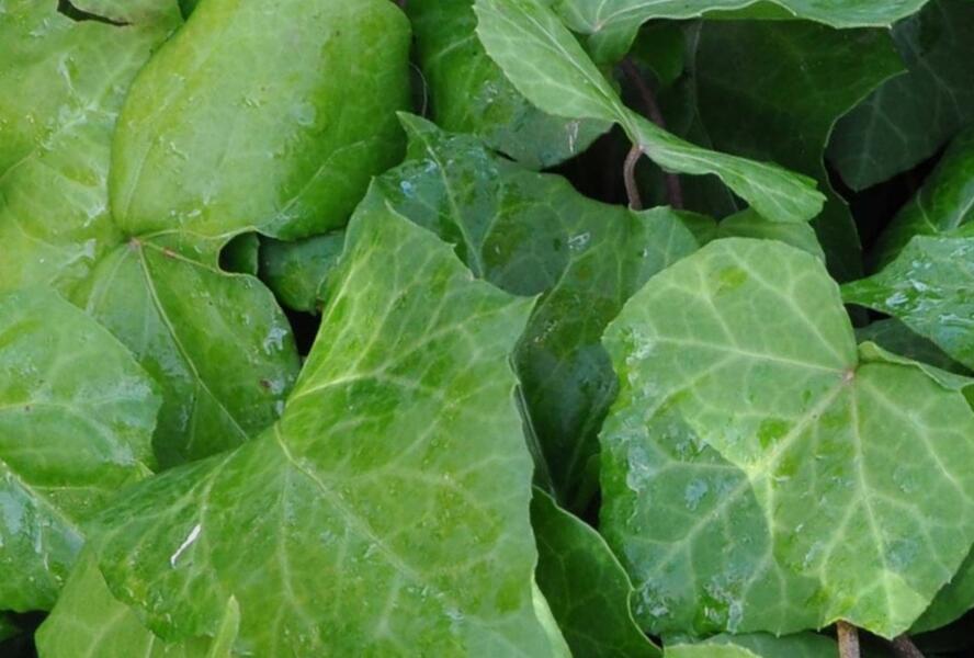 Břečťan kavkazský - Hedera colchica