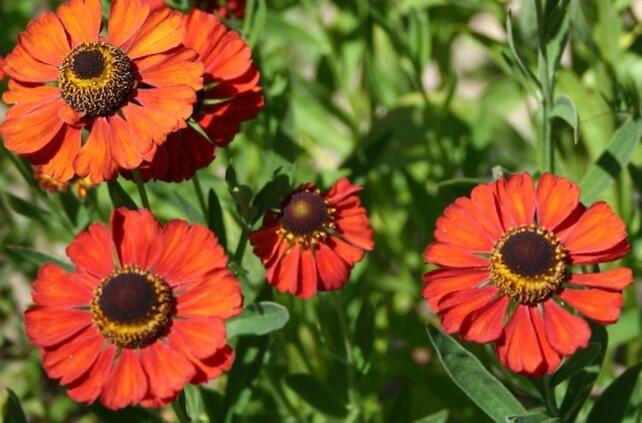 Záplevák 'Rubinzwerg' - Helenium bigelovii 'Rubinzwerg'
