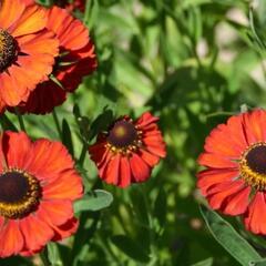 Záplevák 'Rubinzwerg' - Helenium bigelovii 'Rubinzwerg'