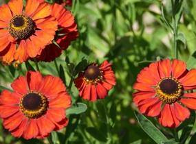 Záplevák 'Rubinzwerg' - Helenium bigelovii 'Rubinzwerg'