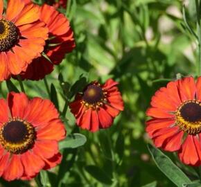 Záplevák 'Rubinzwerg'