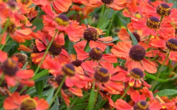 Záplevák 'Rubinzwerg' - Helenium bigelovii 'Rubinzwerg'