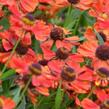 Záplevák 'Rubinzwerg' - Helenium bigelovii 'Rubinzwerg'