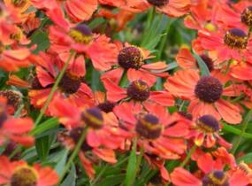 Záplevák 'Rubinzwerg' - Helenium bigelovii 'Rubinzwerg'