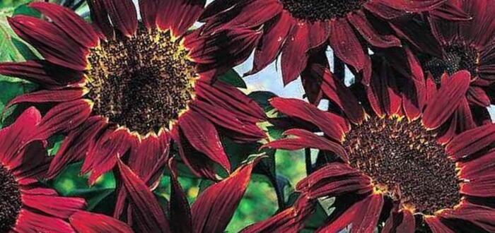 Slunečnice roční 'Claret' - Helianthus annuus 'Claret'