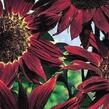 Slunečnice roční 'Claret' - Helianthus annuus 'Claret'
