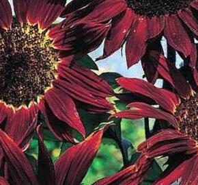 Slunečnice roční 'Claret'