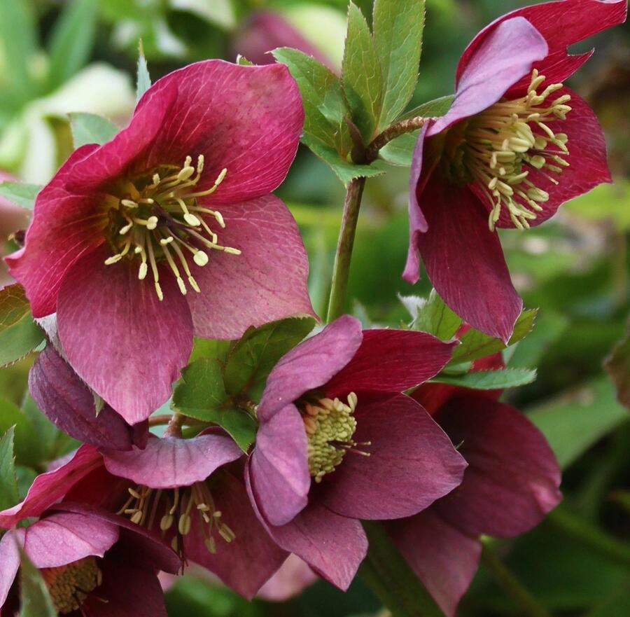Čemeřice 'Anna's Red' - Helleborus 'Anna's Red'