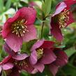 Čemeřice 'Anna's Red' - Helleborus 'Anna's Red'