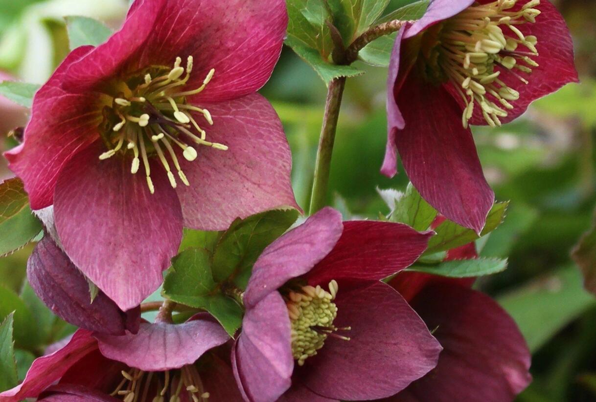 Čemeřice 'Anna's Red' - Helleborus 'Anna's Red'