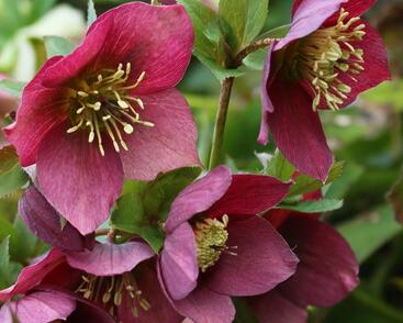 Čemeřice 'Anna's Red'