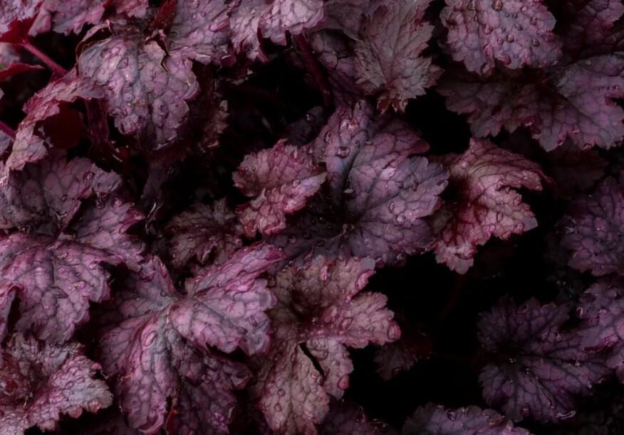 Dlužicha 'Amethyst Myst' - Heuchera hybrida 'Amethyst Myst'