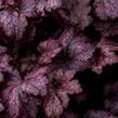 Dlužicha 'Amethyst Myst' - Heuchera hybrida 'Amethyst Myst'