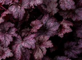 Dlužicha 'Amethyst Myst' - Heuchera hybrida 'Amethyst Myst'