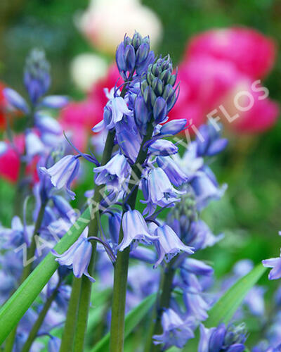 Hyacintovec španělský 'Excelsior' - Hyacinthoides hispanica 'Excelsior'