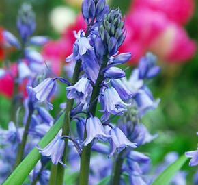 Hyacintovec španělský 'Excelsior' - Hyacinthoides hispanica 'Excelsior'