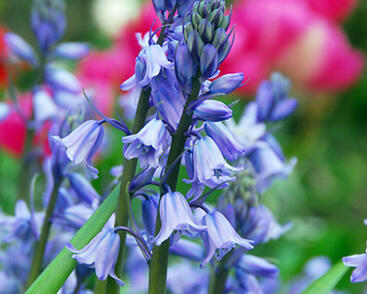 Hyacintovec španělský 'Excelsior'