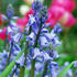 Hyacinthoides hispanica excelsior.jpg