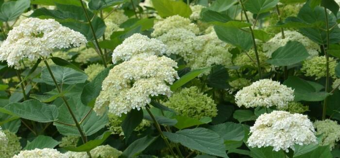 Hortenzie stromkovitá 'Lime Rickey®' - Hydrangea arborescens 'Lime Rickey®'