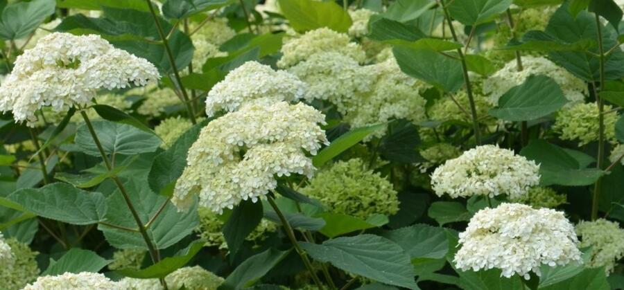 Hortenzie stromkovitá 'Lime Rickey®' - Hydrangea arborescens 'Lime Rickey®'