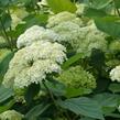 Hortenzie stromkovitá 'Lime Rickey®' - Hydrangea arborescens 'Lime Rickey®'