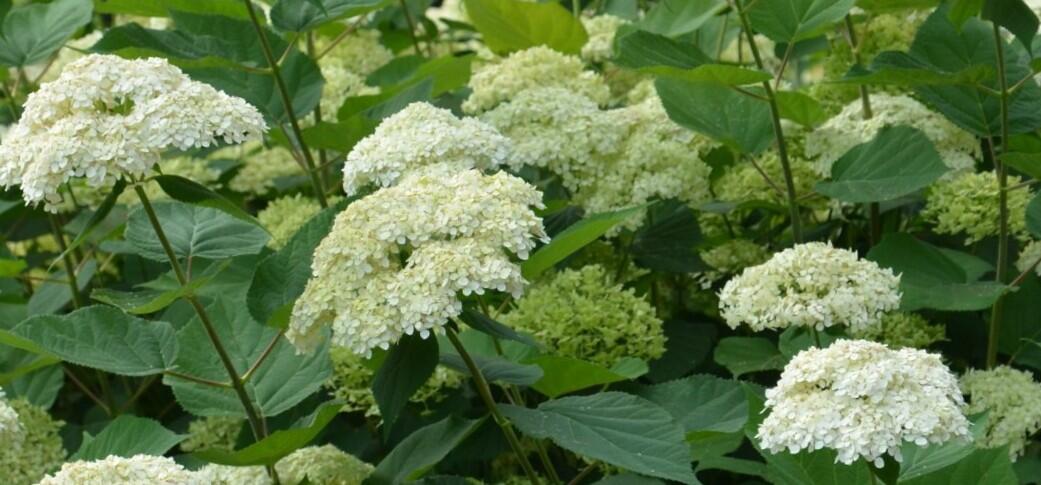 Hortenzie stromečkovitá 'Lime Rickey®' - Hydrangea arborescens 'Lime Rickey®'