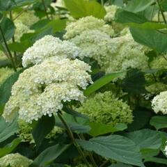 Hortenzie stromkovitá 'Lime Rickey®' - Hydrangea arborescens 'Lime Rickey®'