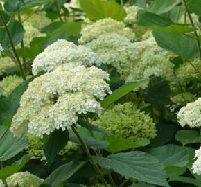 Hortenzie stromkovitá 'Lime Rickey®' - Hydrangea arborescens 'Lime Rickey®'