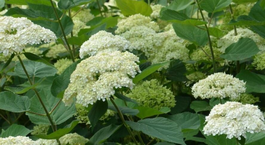 Hortenzie stromečkovitá 'Lime Rickey®' - Hydrangea arborescens 'Lime Rickey®'