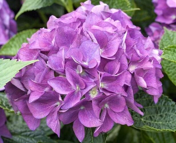 Hortenzie velkolistá 'Hovaria Hobergine®' - Hydrangea macrophylla 'Hovaria Hobergine®'