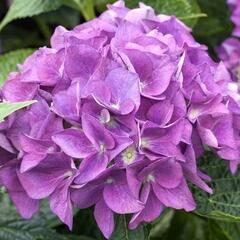 Hortenzie velkolistá 'Hovaria Hobergine®' - Hydrangea macrophylla 'Hovaria Hobergine®'