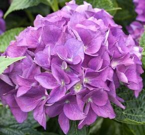 Hortenzie velkolistá 'Hovaria Hobergine®' - Hydrangea macrophylla 'Hovaria Hobergine®'