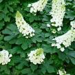 Hortenzie dubolistá 'Ruby Slippers' - Hydrangea quercifolia 'Ruby Slippers'
