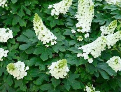 Hortenzie dubolistá 'Ruby Slippers' - Hydrangea quercifolia 'Ruby Slippers'