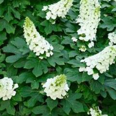 Hortenzie dubolistá 'Ruby Slippers' - Hydrangea quercifolia 'Ruby Slippers'